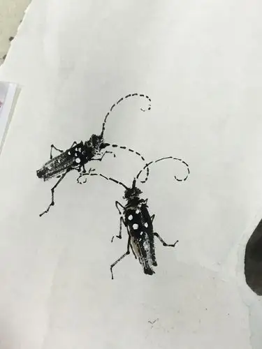 花鸟(二)天牛芙蓉