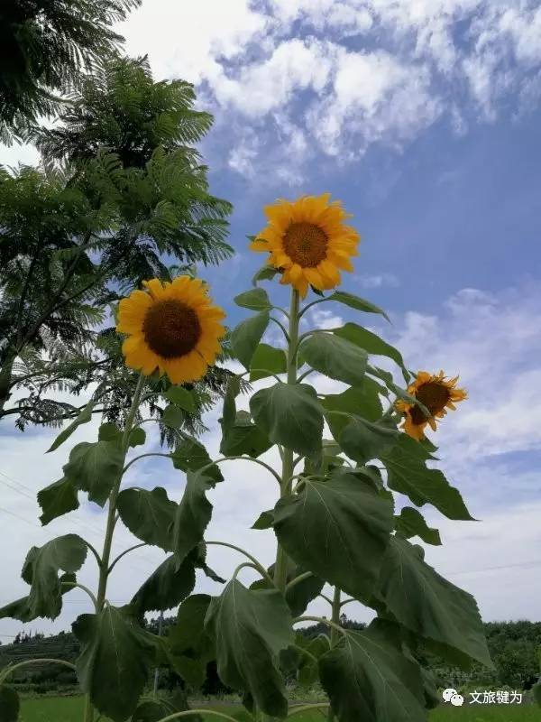 夏日艳阳又是赏向日葵的最佳时节