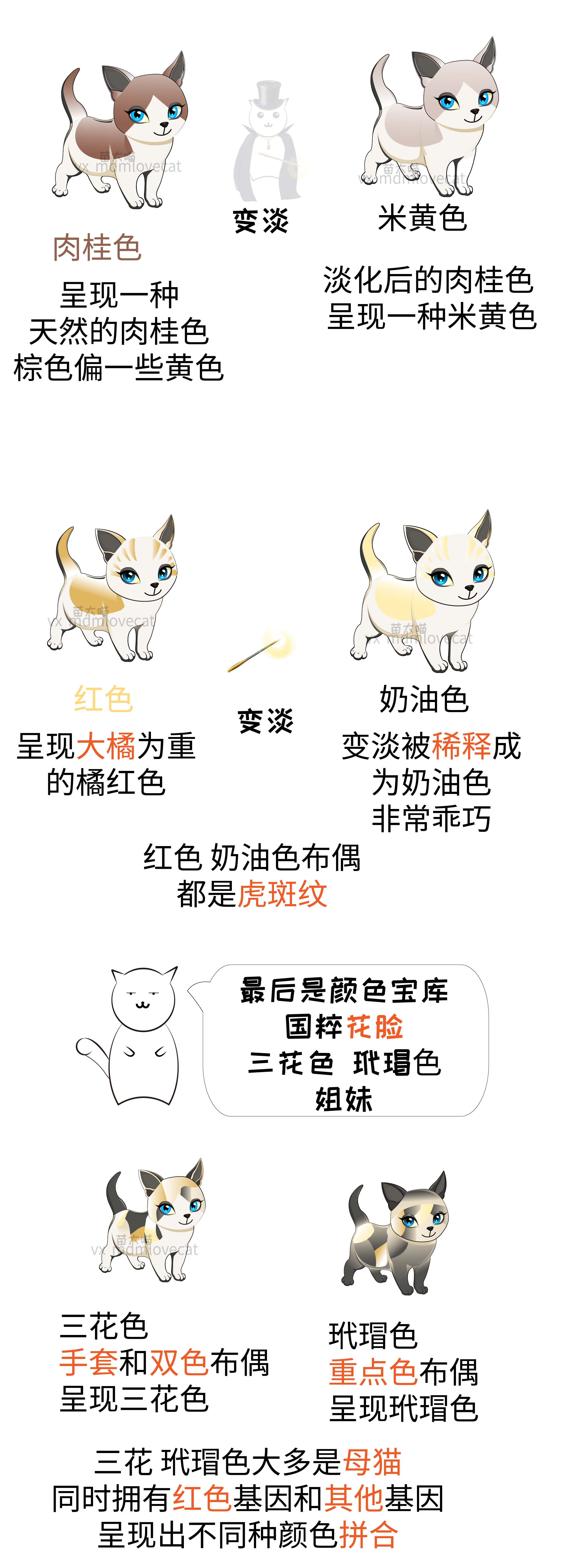 史上最全布偶猫花色图解
