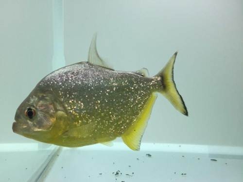 旧金山黄钻9-11厘米