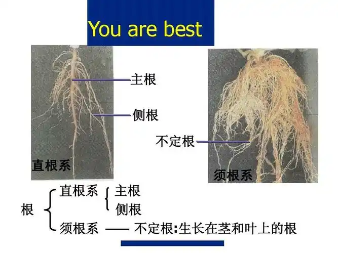 校园植物调查2013版ppt