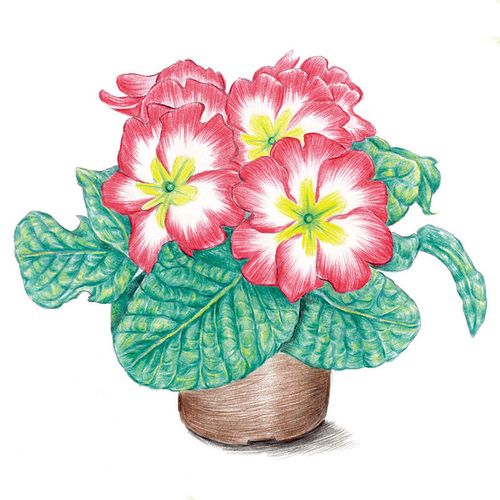 《彩铅画入门教程书花卉素描涂填色手绘学画美术铅笔教材本书籍 【3本