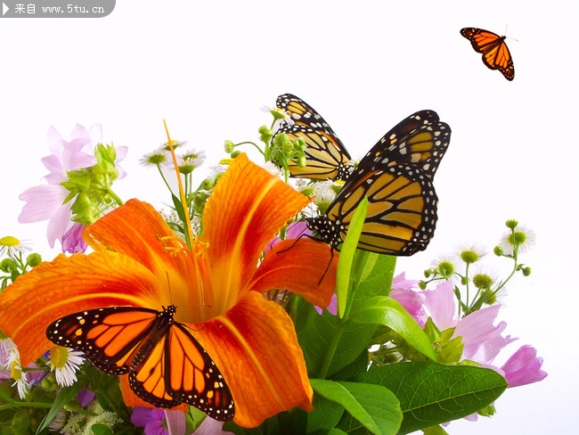 蝴蝶与百合花图片素材