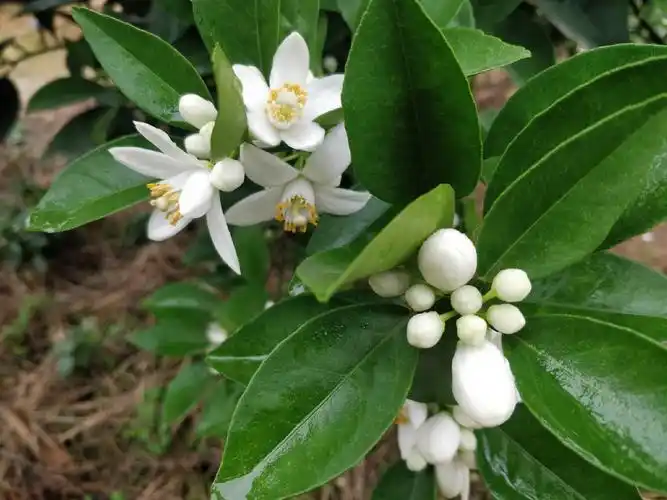 柑橘花期(沙糖桔,夏橙)_手机摄影_poco摄影,素材,柑橘,花