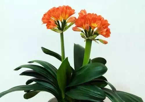 十二生肖养什么植物最旺财运?你知道吗!