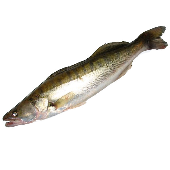 [三花五罗]黑龙江野生活体新鲜淡水铜罗鱼乌苏里江同锣鱼整条包邮