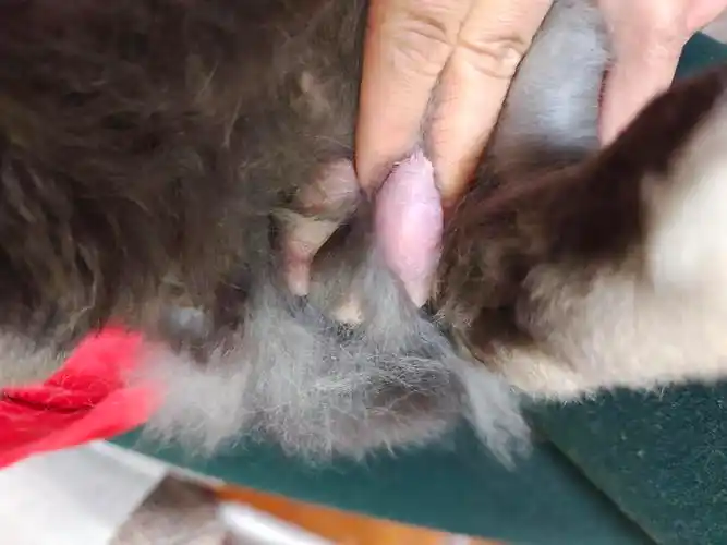 一颗红彤彤硬邦邦的蛋蛋