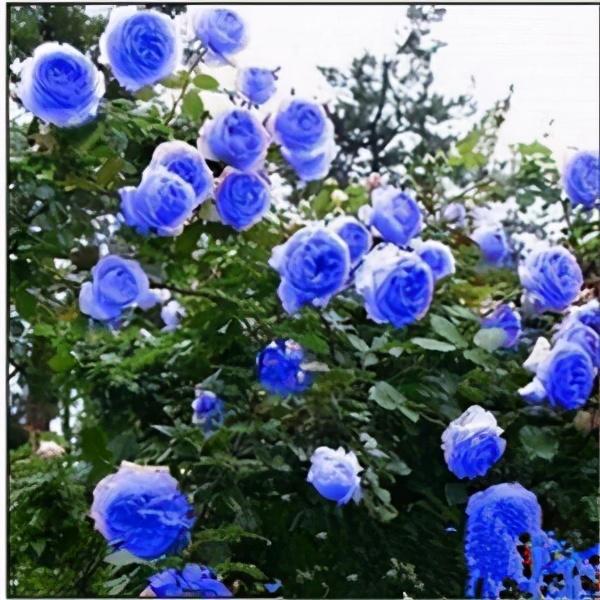 盘点几款"蓝色系"月季,高贵又浪漫,适合品种控收藏