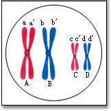 同源染色体和非同源染色体怎么区别谁能给我画个四分体啊