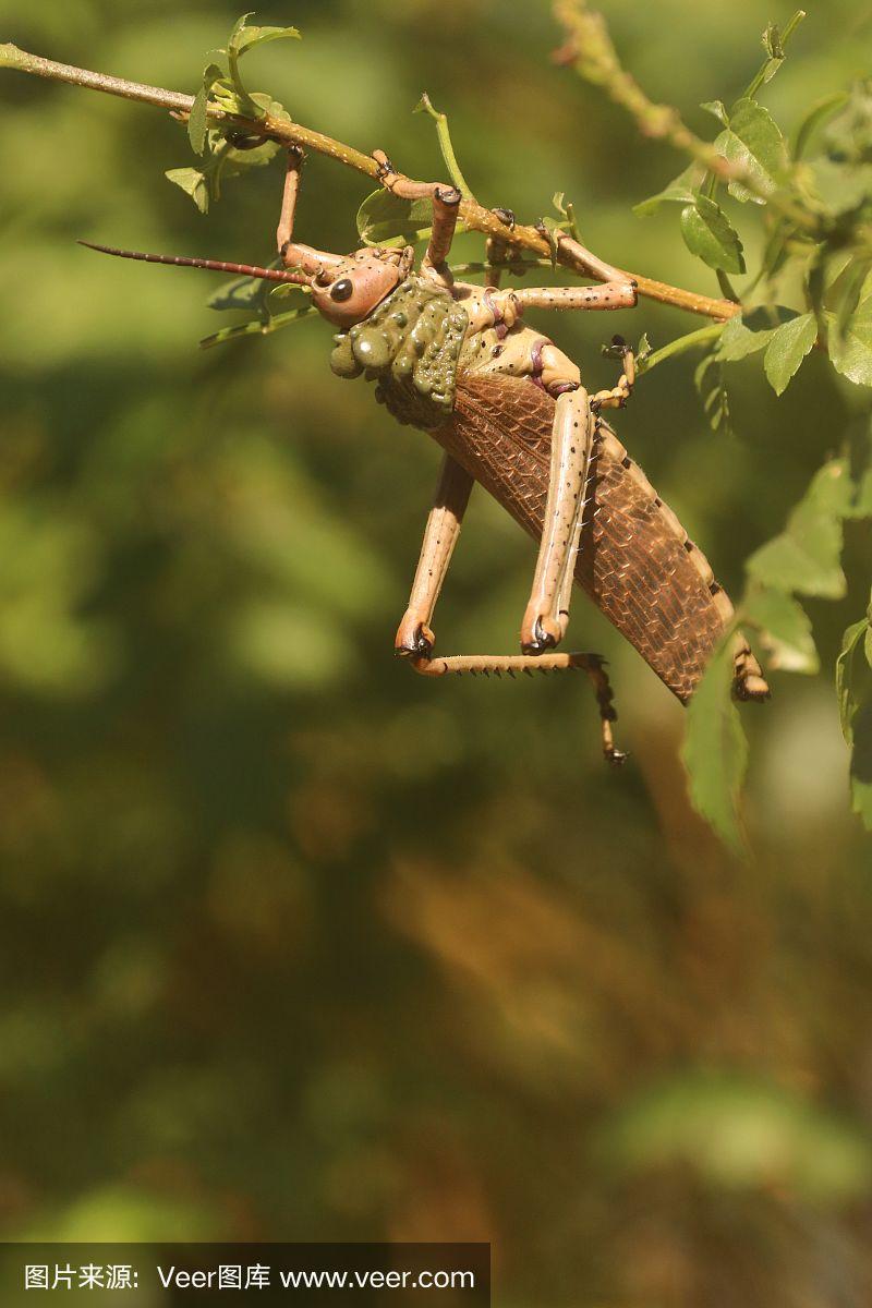 绿色的马利筋蝗虫