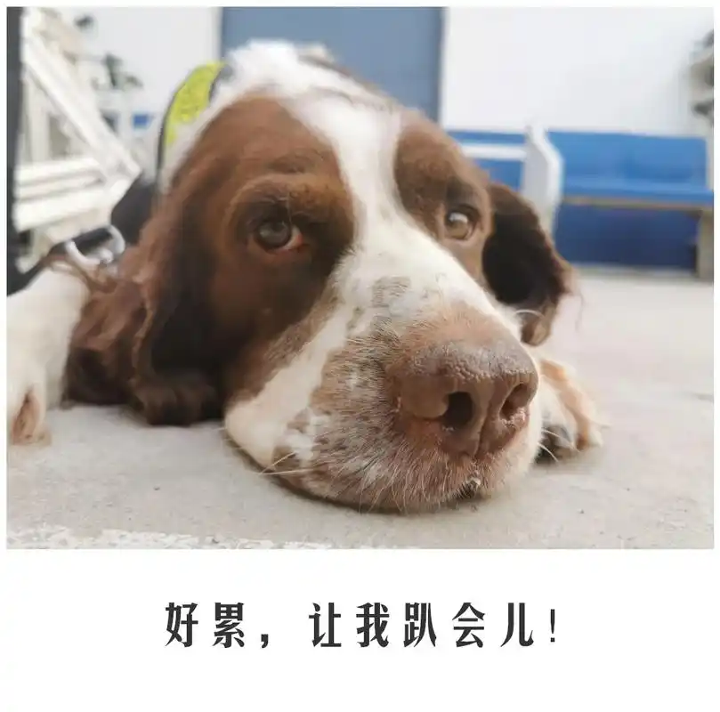 奔跑,跳跃,嗅辩,直至累趴……看这些公交警犬的"自白"