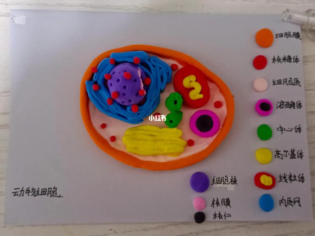 动物细胞三维模型