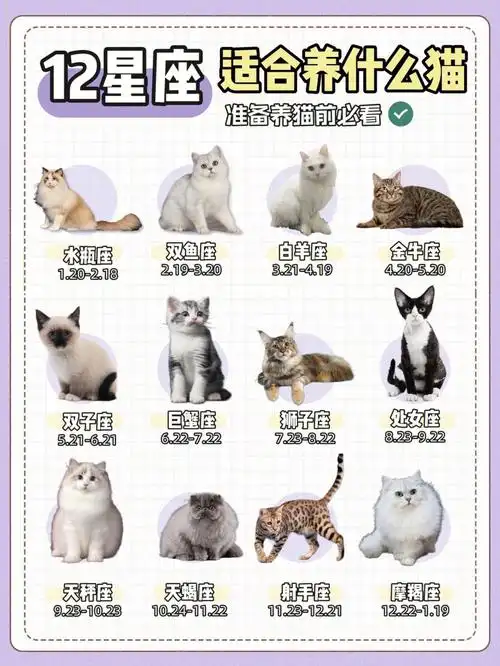 太准6012星座适合养什么猫