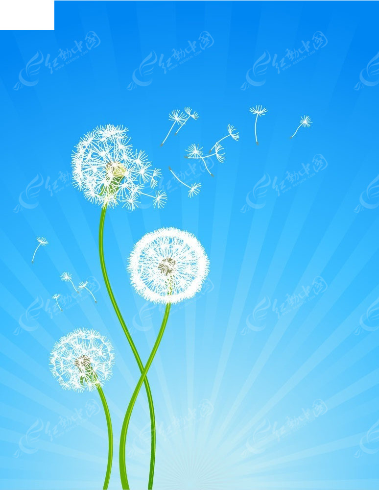 吹散的蒲公英背景素材