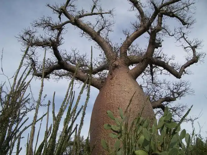 猴面包树为什么可怕(猴面包树造成的危害是什么)