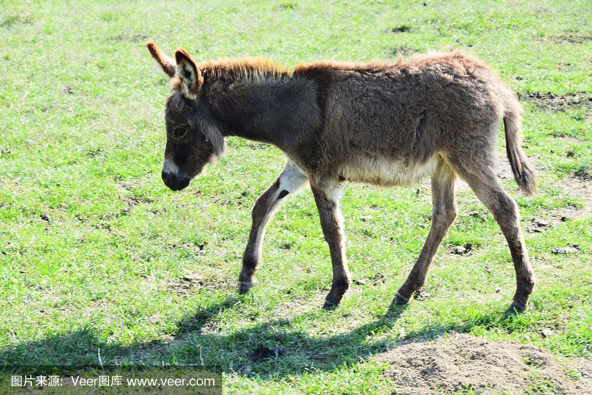 小驴走过草地