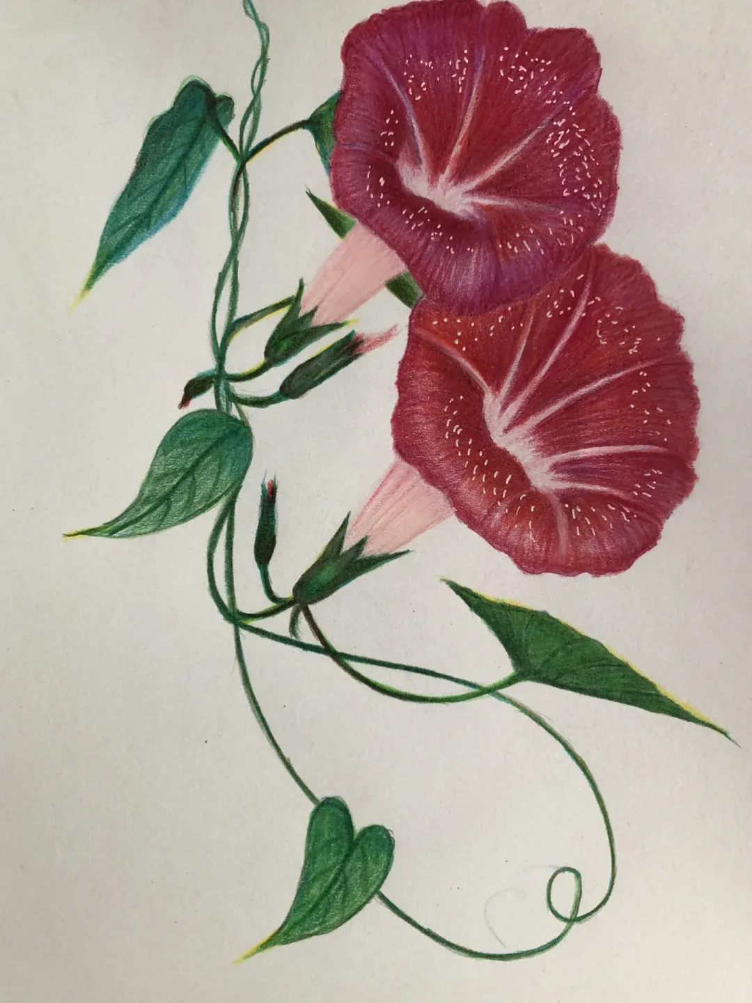 彩铅--花卉之牵牛花(喇叭花)附起型及过程图