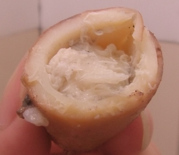 鱿鱼里这些是什么?白色像虫子一样的,大概有一厘米长.