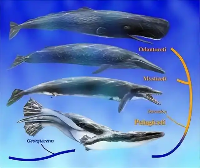 回顾海氏矮海豚一种广泛分布的海豚类动物它有什么特别之处