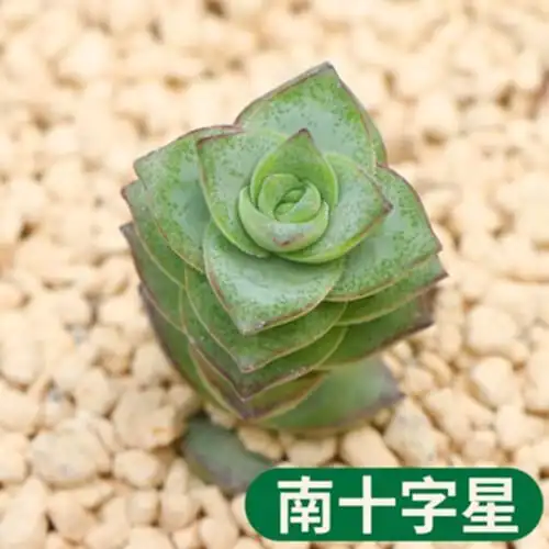 多肉植物南十字星盆栽绿植花卉盆花组合多肉办公室盆景