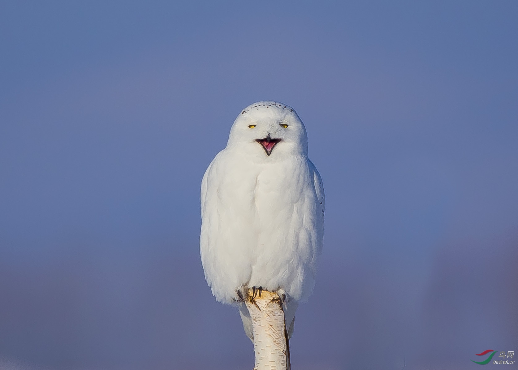 萌萌的微笑猫雪