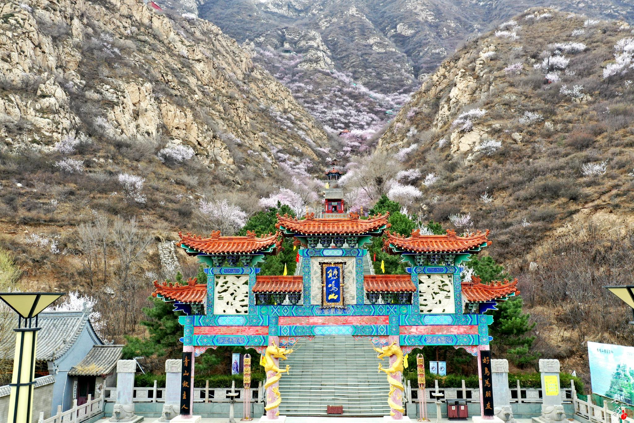 鸡鸣山上桃花盛开 长城网·冀云客户端记者 郑世繁 摄