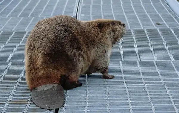 耶梦加得你的狐的相册-河狸!水獭!水豚!