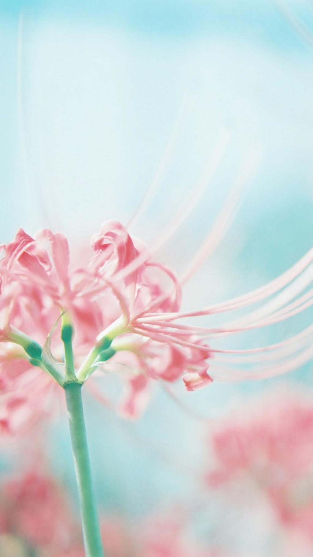 唯美花卉小清新