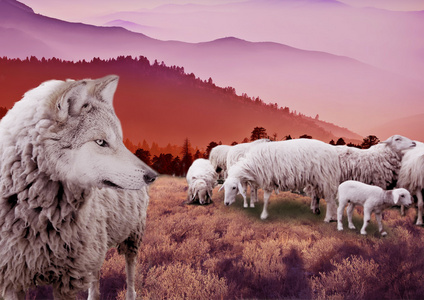 遁辞披着羊皮的狼照片