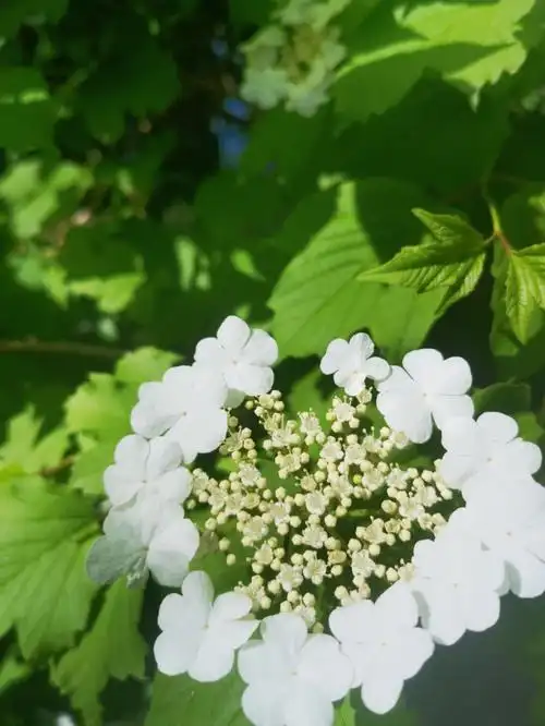 颐和园的天目琼花开了