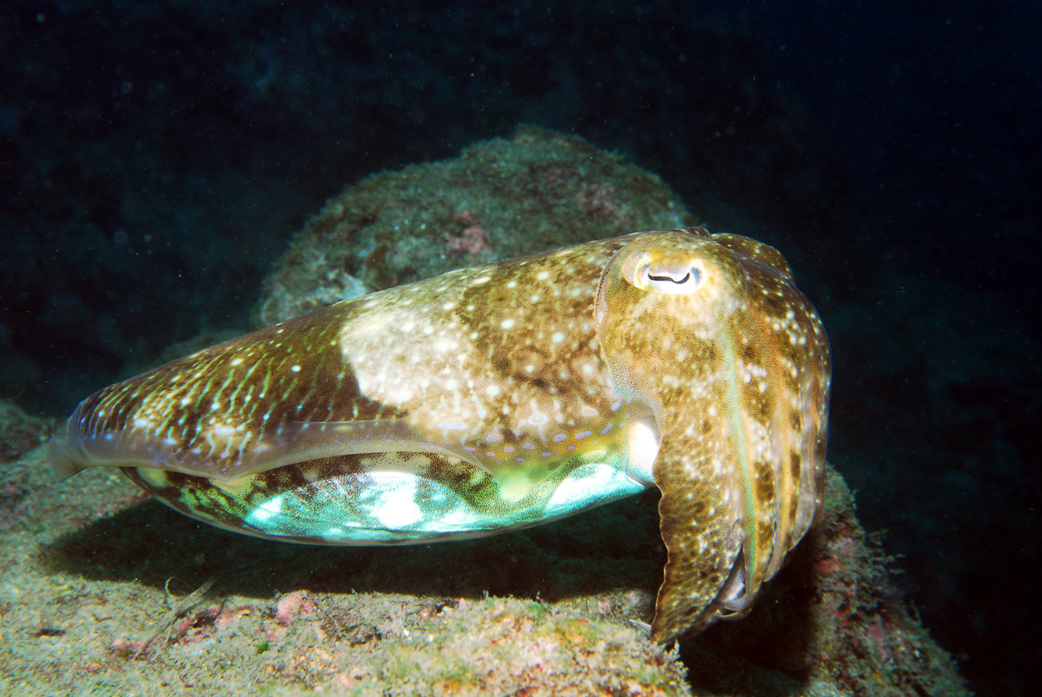 澳洲巨乌贼 :: oceantag 学习网