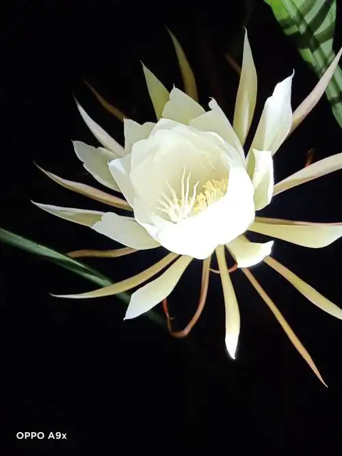 昙花一现最美瞬间