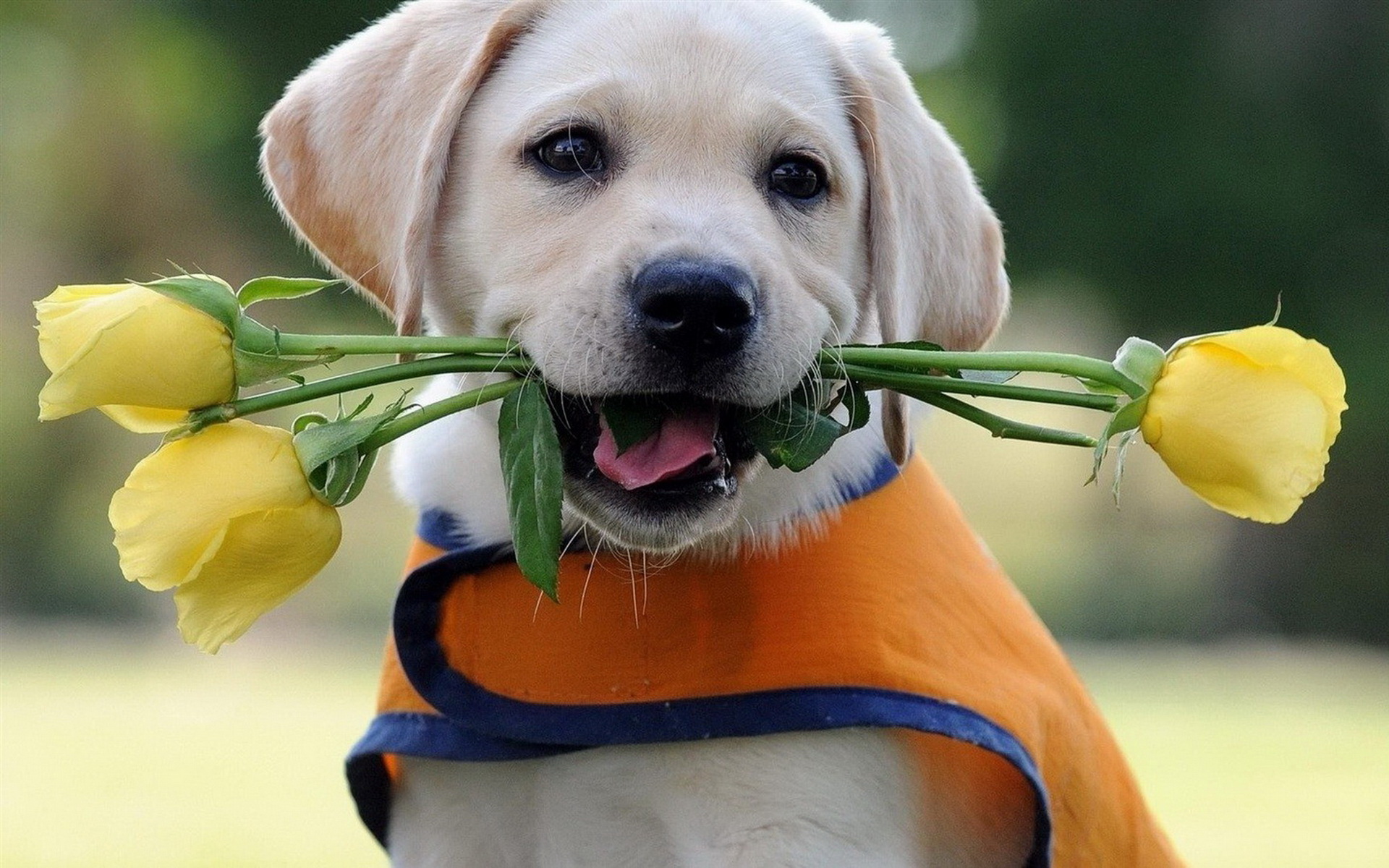 拉布拉多猎犬可爱小狗图片高清桌面壁纸