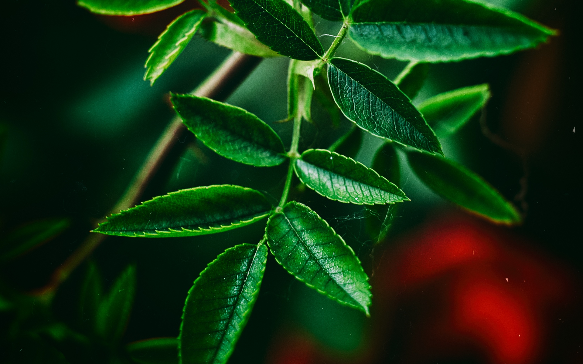 绿色护眼微距摄影图片电脑壁纸