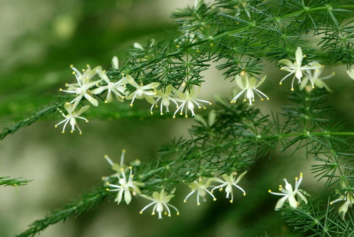 想让文竹开花,这5个条件你必需满足!