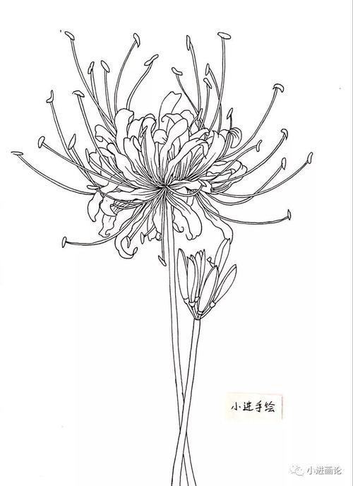 彼岸花简笔画古风女