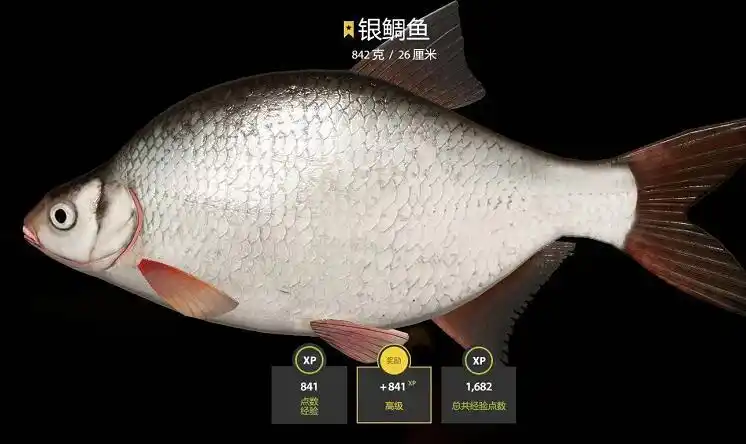 3图 | 银鲷鱼蹲星