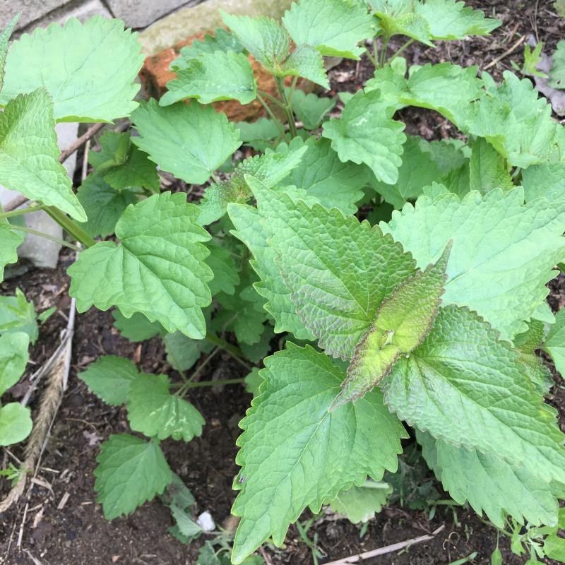 轻恋 新鲜藿香叶 鱼香叶 农家鱼香草 藿香苗草 五香叶 应季蔬菜 500g