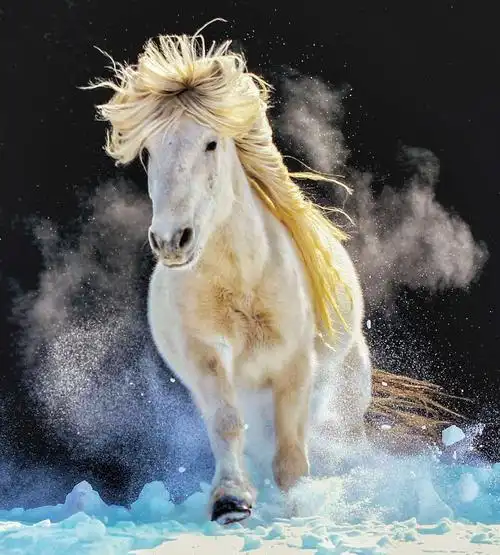 蒙古马魂—剑舞麦田摄影作品欣赏