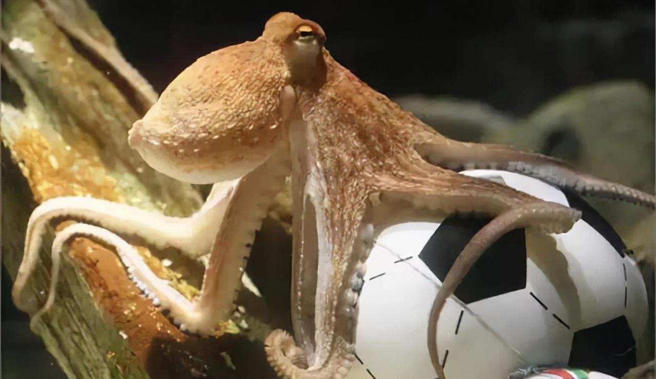 章鱼智商到底有多高,为何有科学家认为它不是地球生物呢?_触角_木塞_