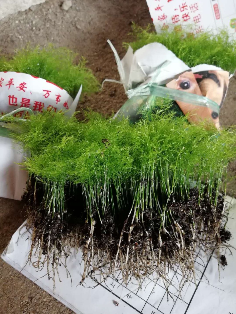 文竹福建铁杆文竹幼苗苗圃包邮直发