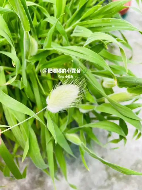 快来收集快乐呀兔尾草可可爱爱