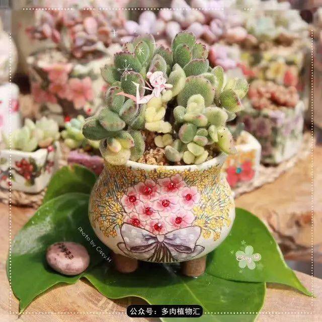 如迪士尼一般梦幻粉嫩的多肉童话园看完少女心爆棚