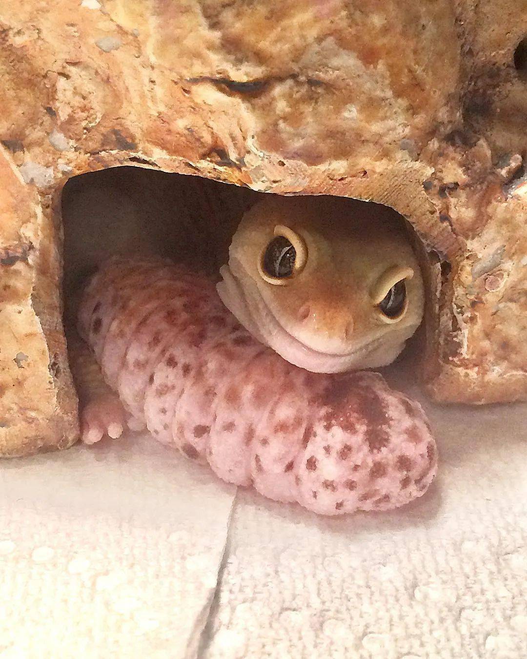 当豹纹守宫遇见艺术系"铲屎官",秒变造型百变的小可爱!