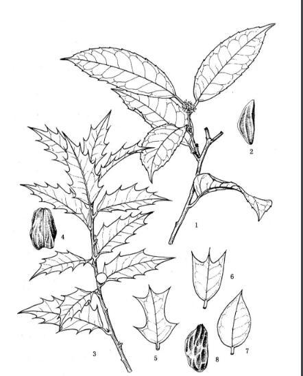 枸骨花简笔画古树的简笔画 古树的画法古树的简笔画 古树的画法怎么简