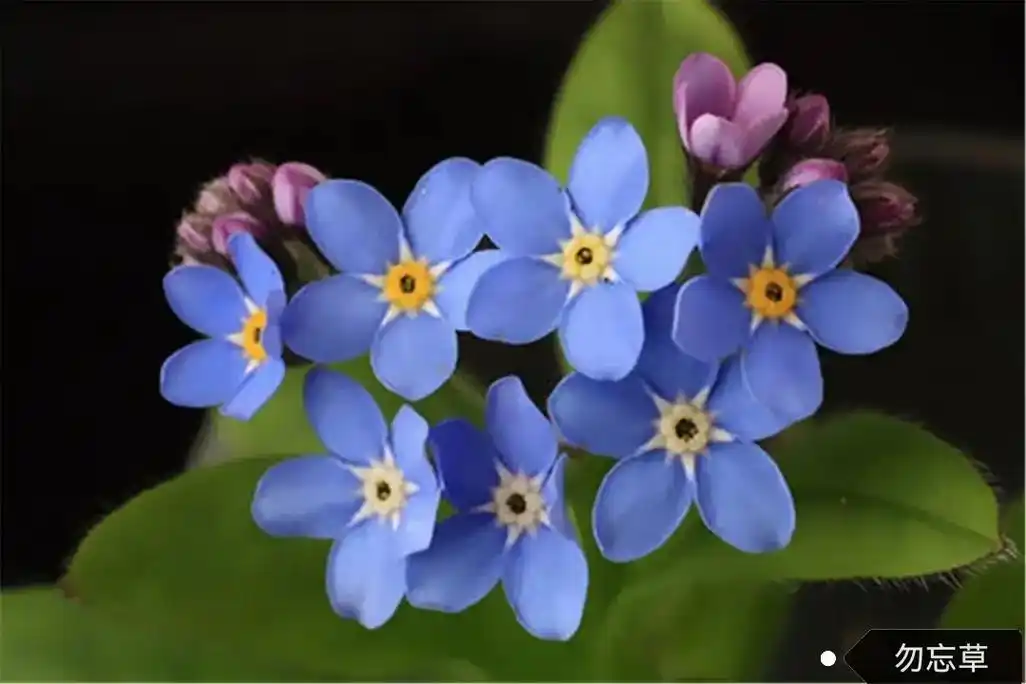 勿忘草别名勿忘我多年生草本茎直立株高2045厘米花冠蓝色