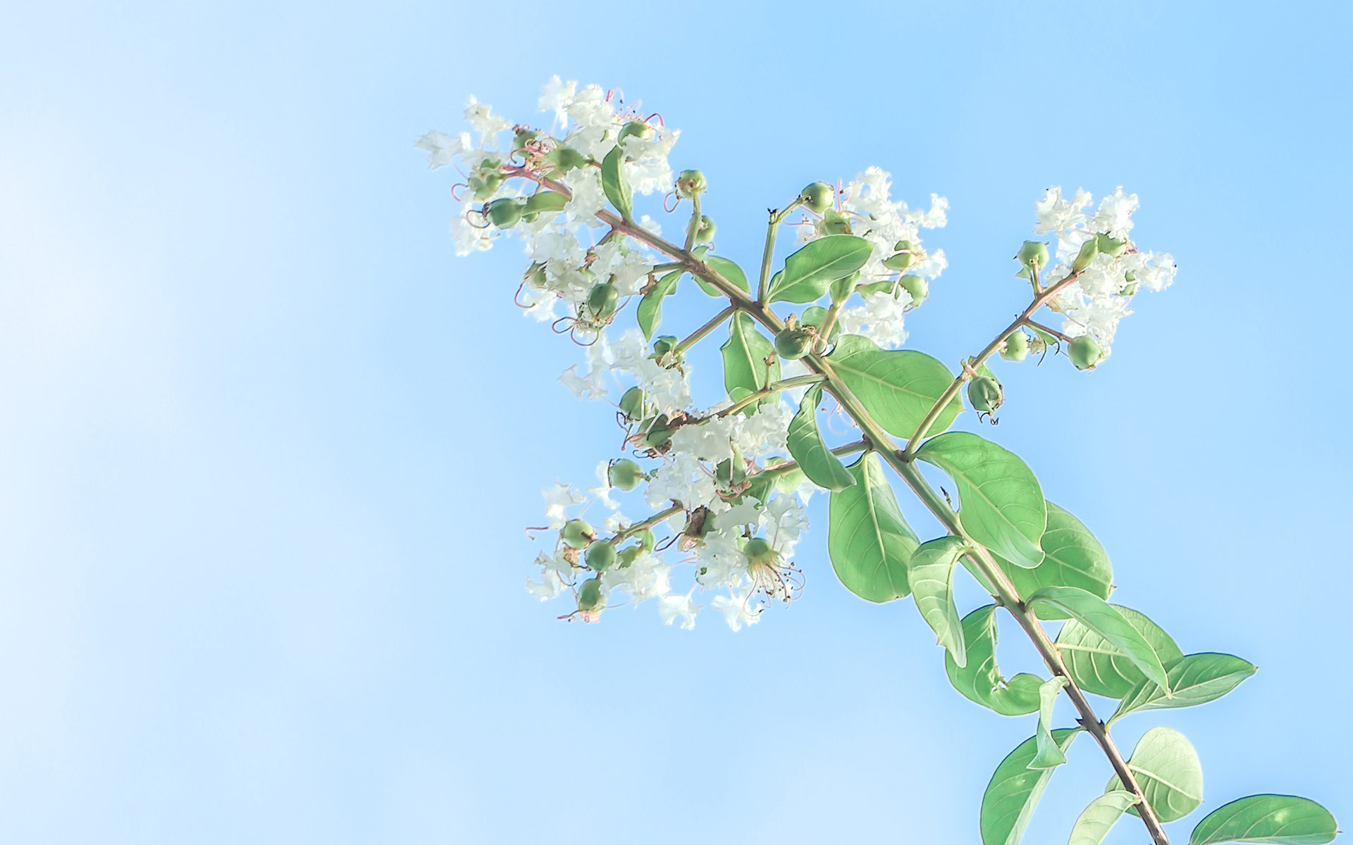 小清新花卉与天空桌面壁纸