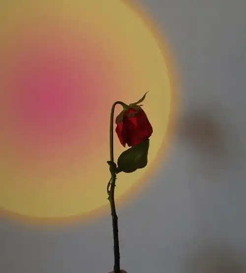凋零的玫瑰