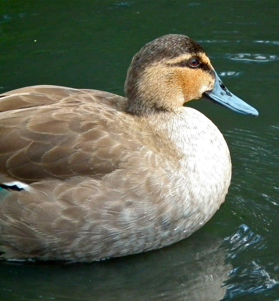 p>棕颈鸭(学名: i>anas luzonica /i>)属鸭科 a target="_blank"