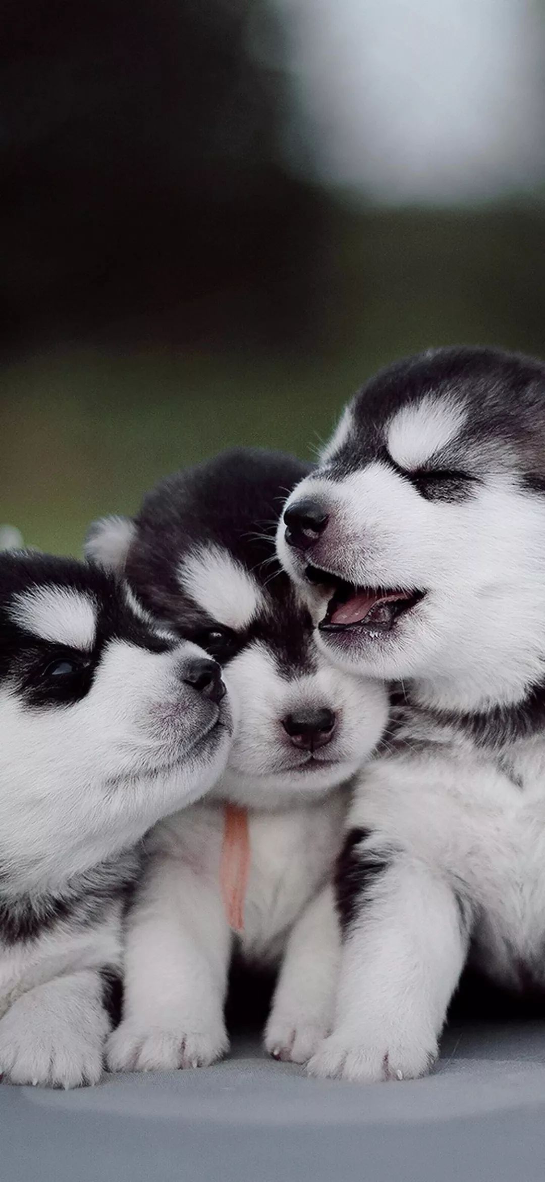 宠物壁纸丨是谁家的二哈呀